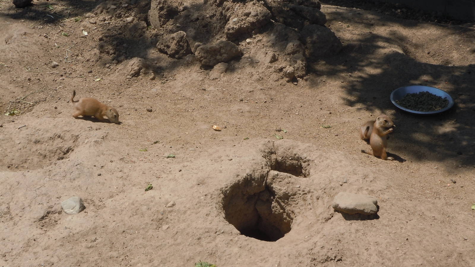 Prairie dog babies