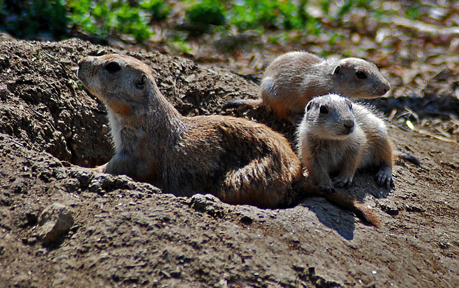 Prairie Dog, Black-tailed and Young