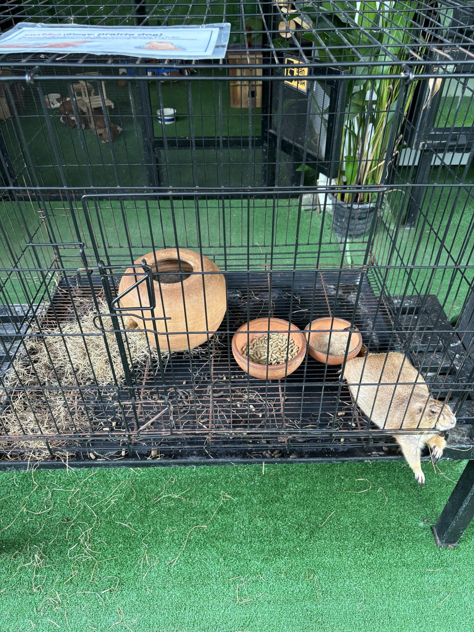 Prairie Dog Cage - Lanna Mini Zoo