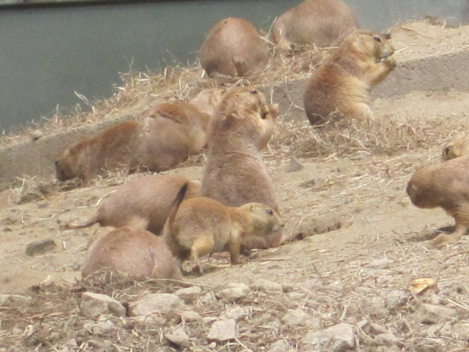 Prairie Dog Colony