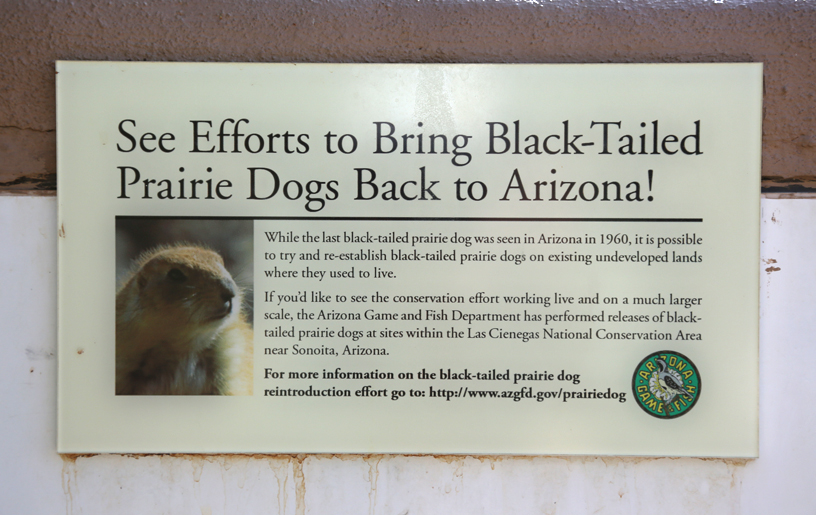 prairie dog conservation