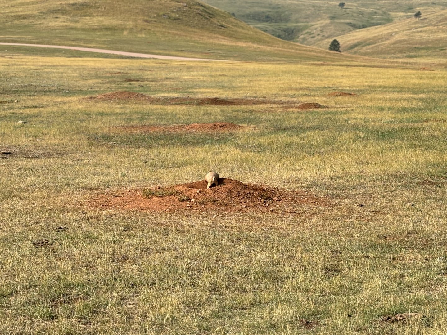 Prairie Dog @ Custer State Park