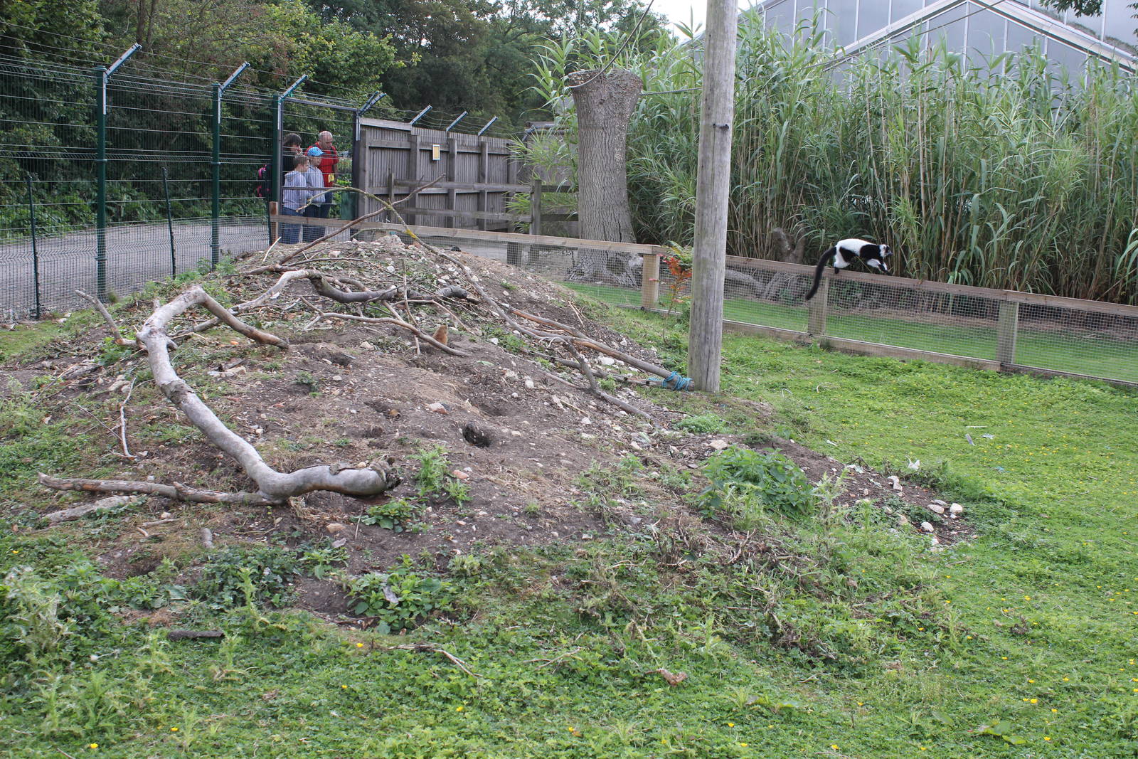 Prairie Dog enclosure 15-8-14