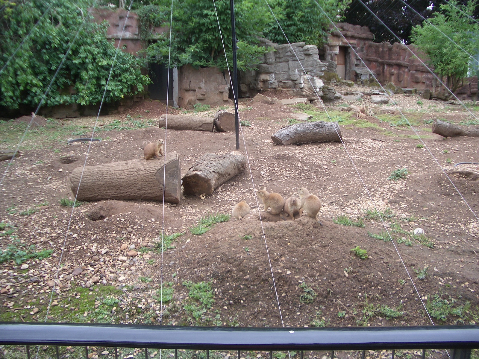 Prairie Dog Enclosure - 24.07.2010