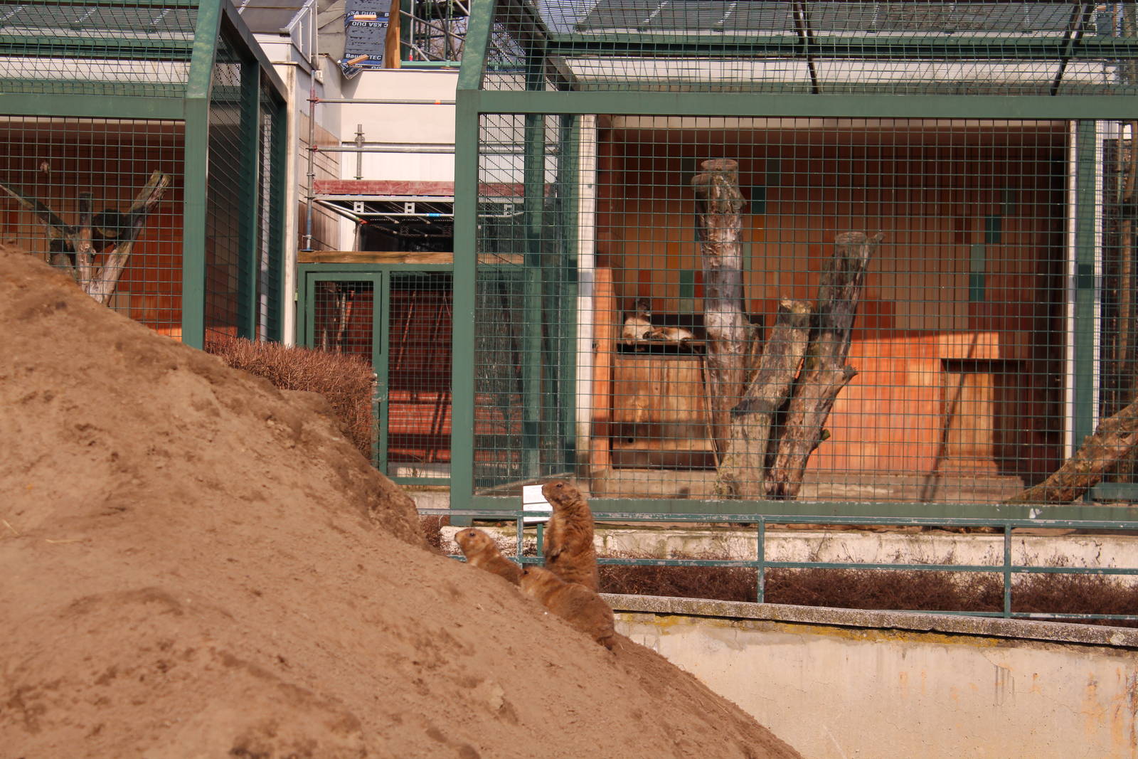 Prairie dog enclosure, April 2013
