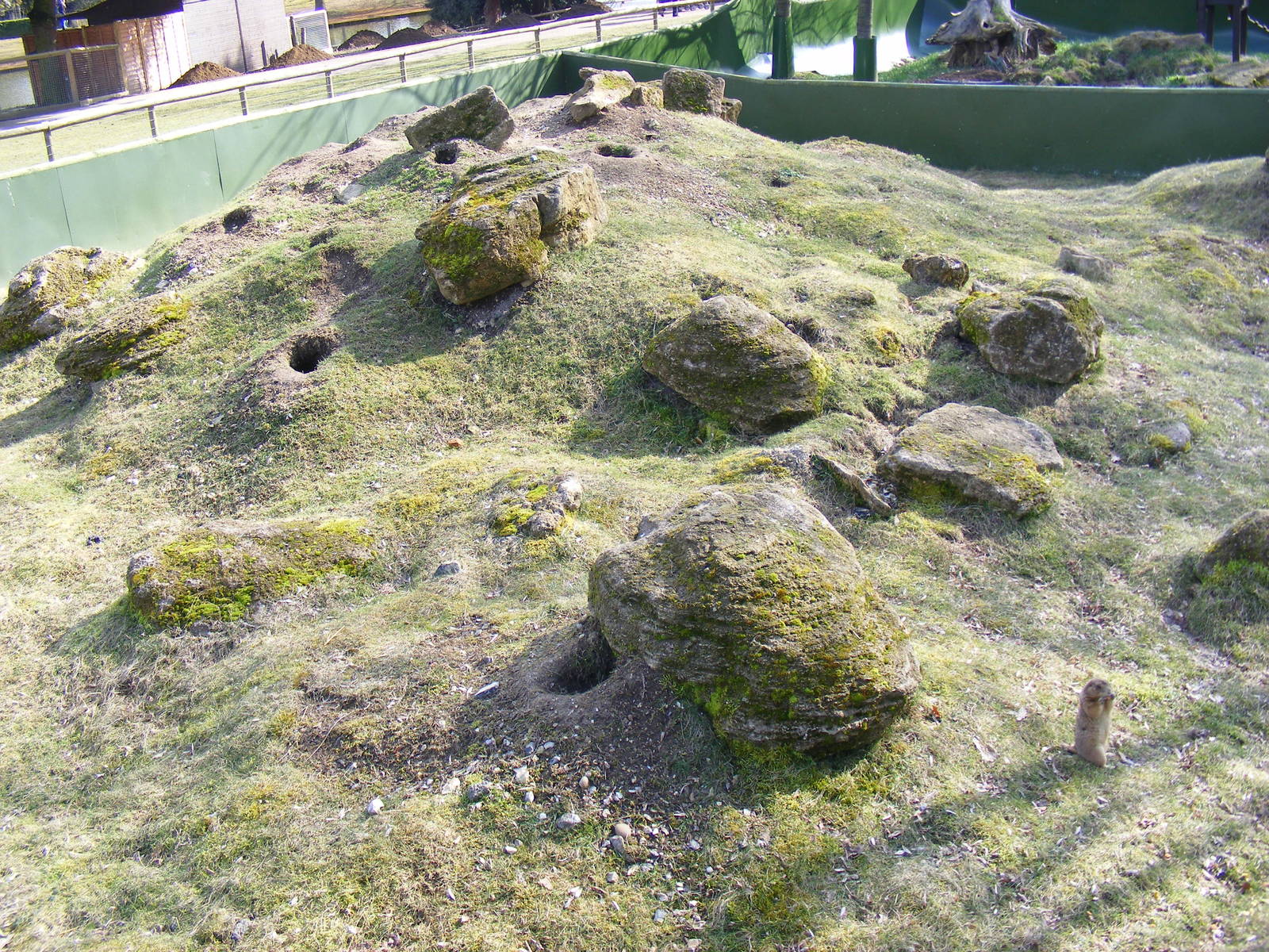 Prairie dog enclosure at Beale Park, 13th March 2010