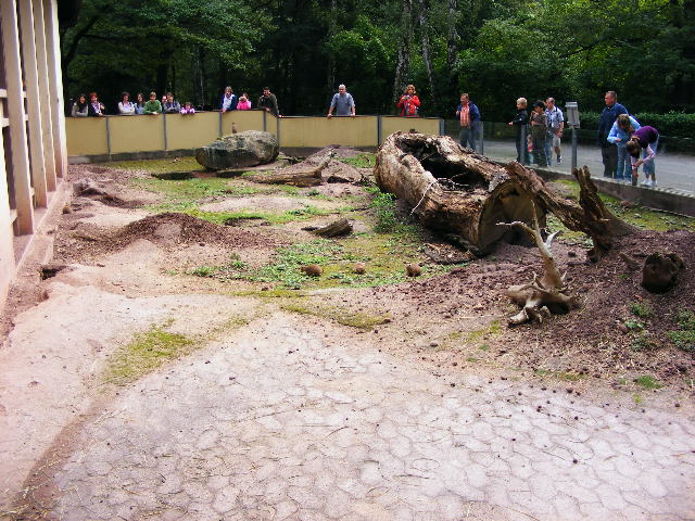 Prairie Dog enclosure (former hippo outdoor-pool)