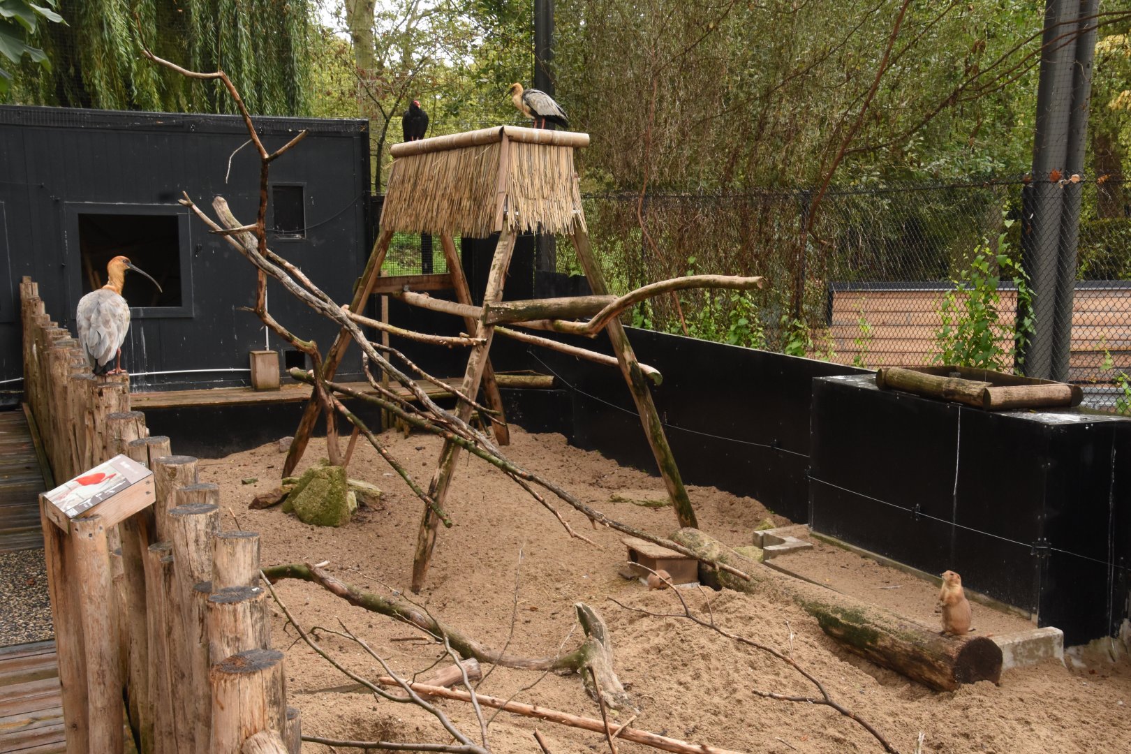 Prairie Dog enclosure in aviary