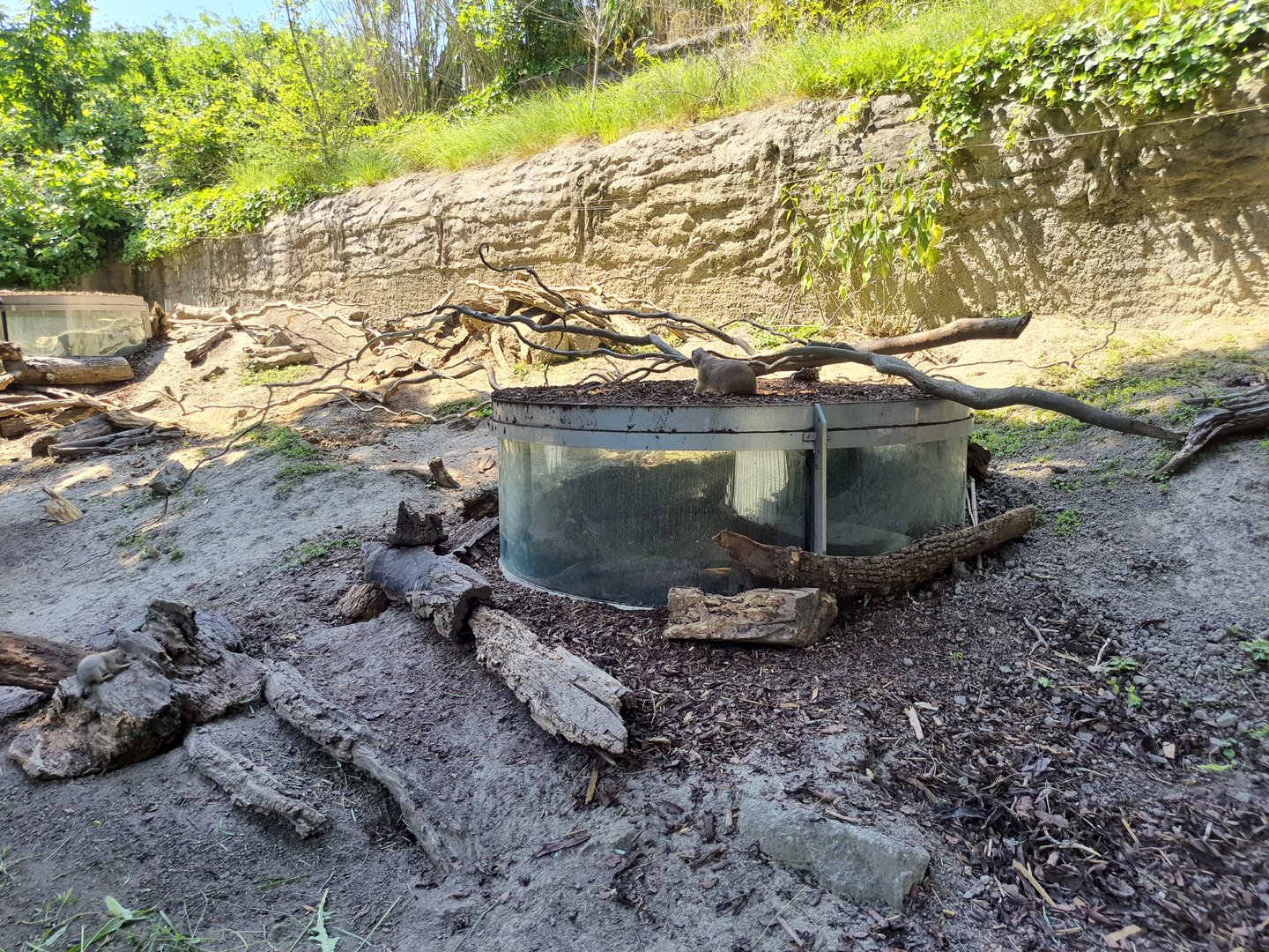 Prairie dog enclosure- Tiergarten Schönbrunn
