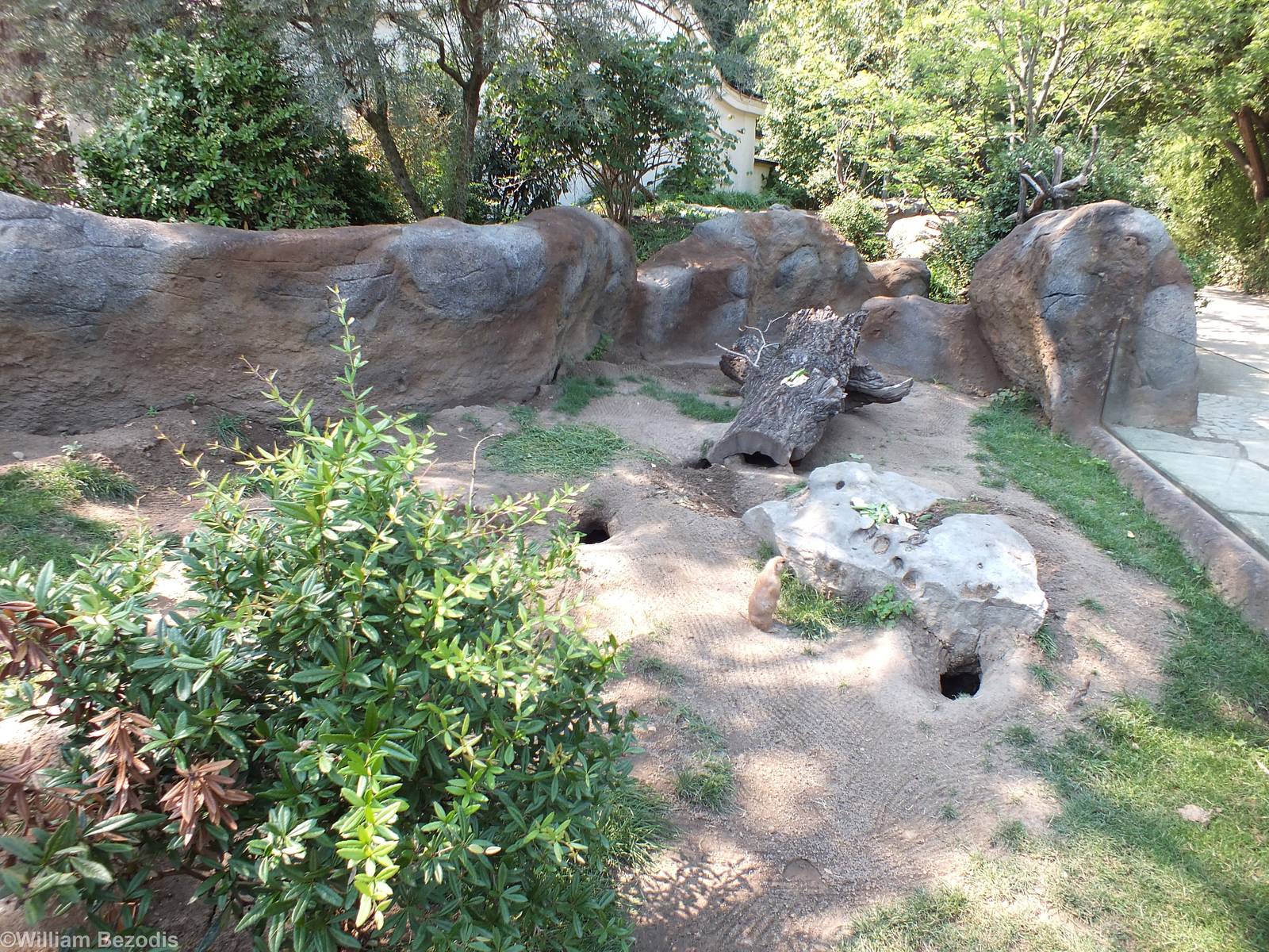 Prairie Dog Enclosure