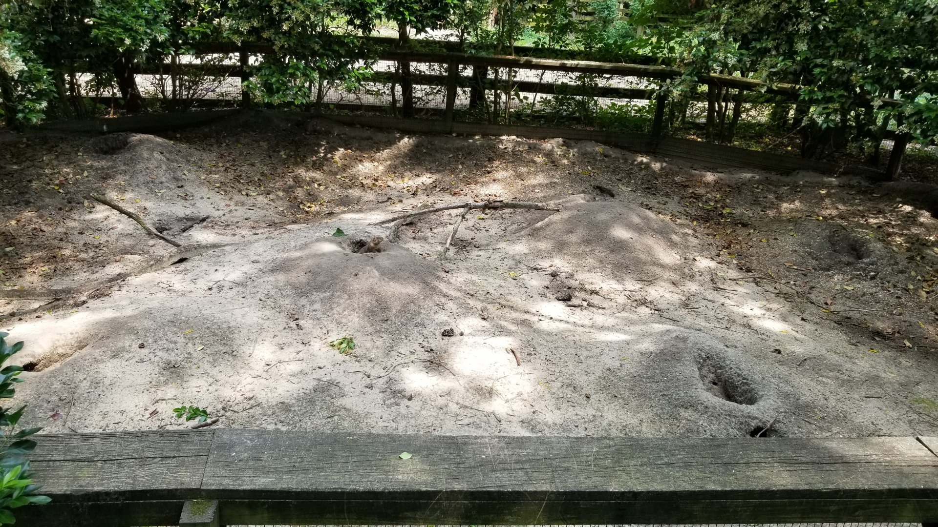 Prairie dog enclosure