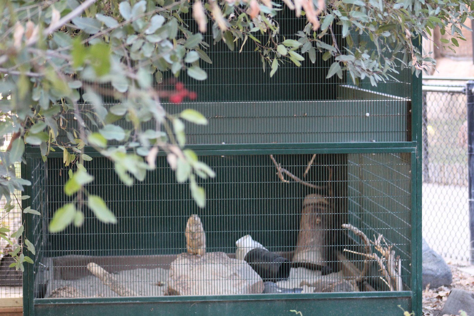 Prairie Dog Enclosure