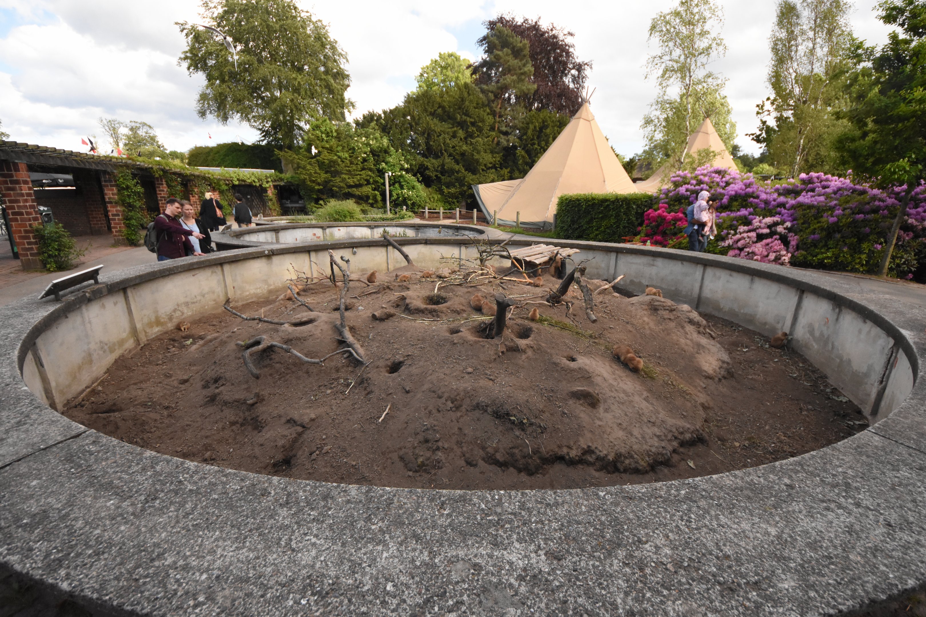 Prairie dog enclosure