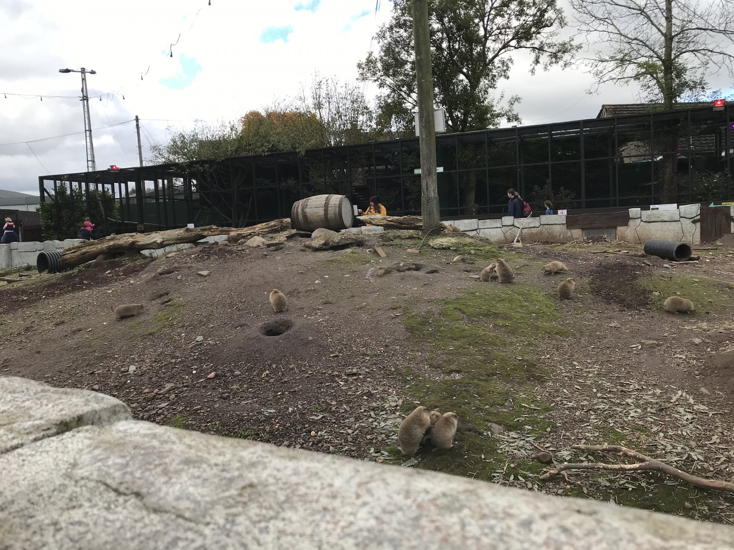 Prairie dog enclosure