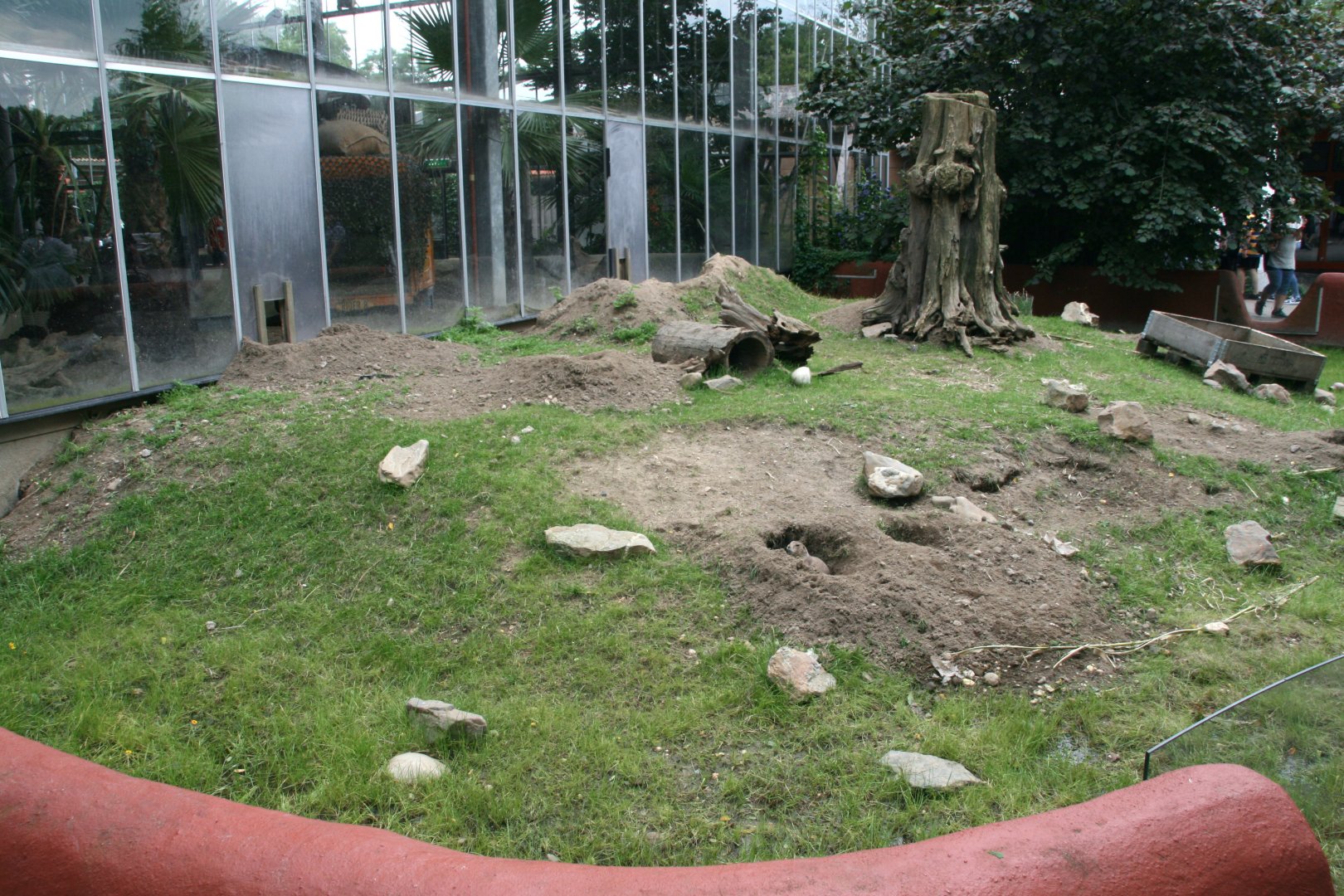 Prairie dog enclosure