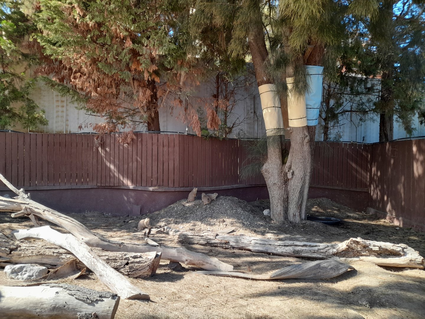 Prairie Dog - enclosure