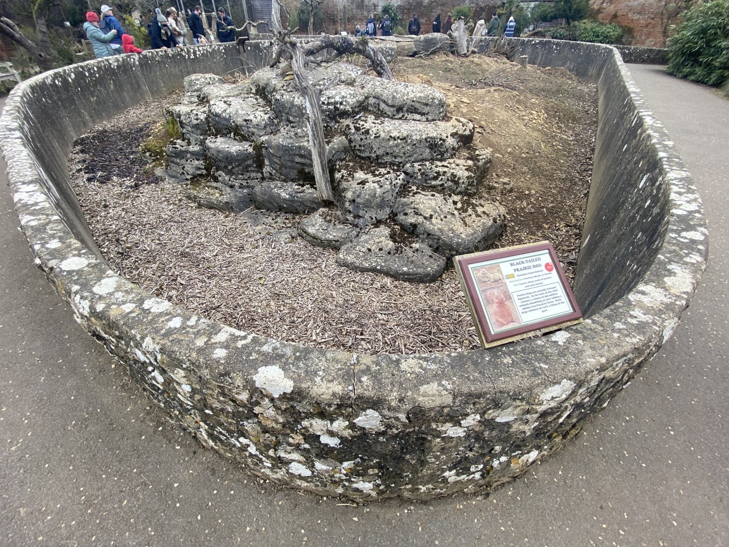 Prairie dog enclosure