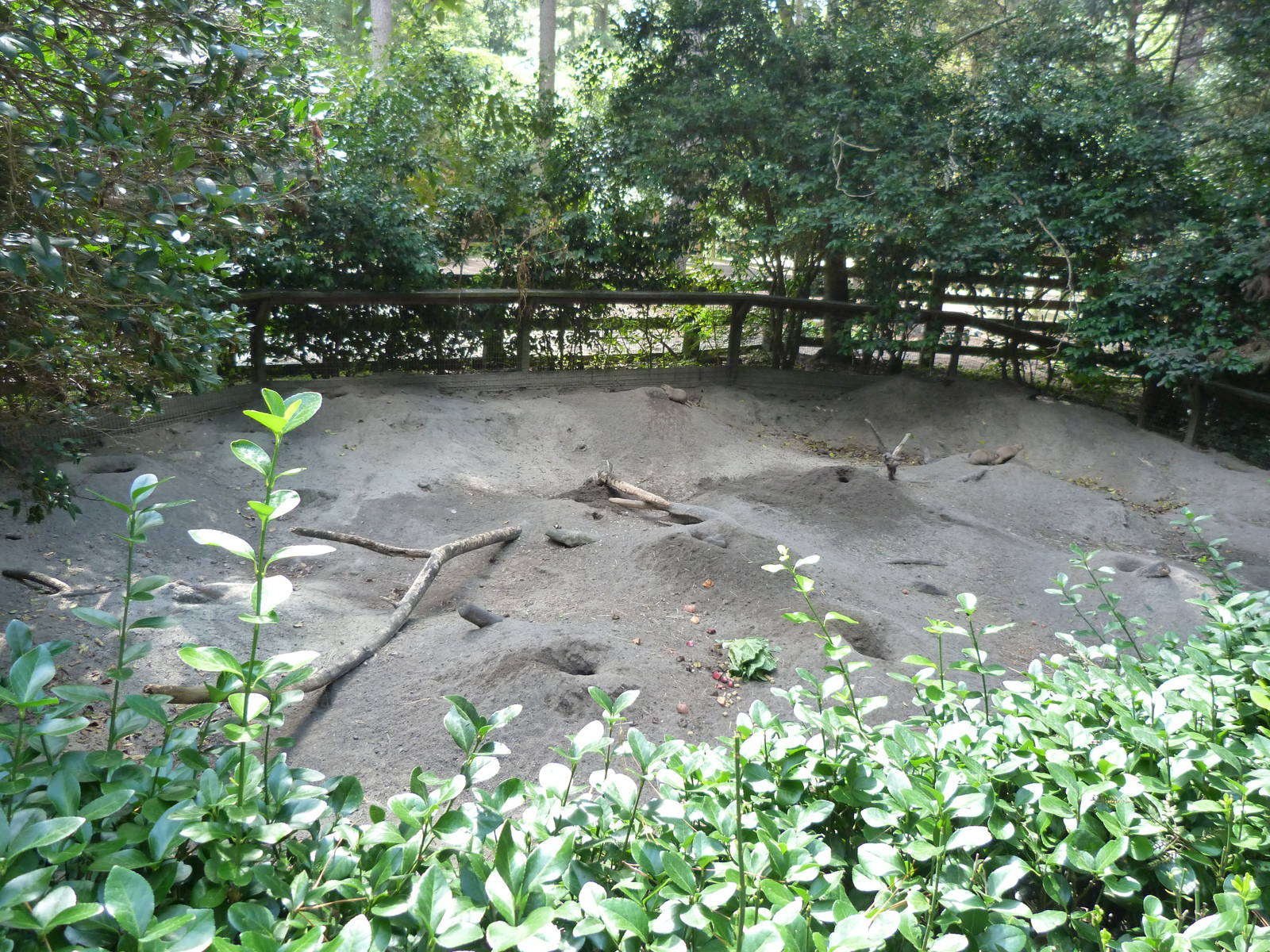 Prairie Dog Exhibit - 9/7/2013