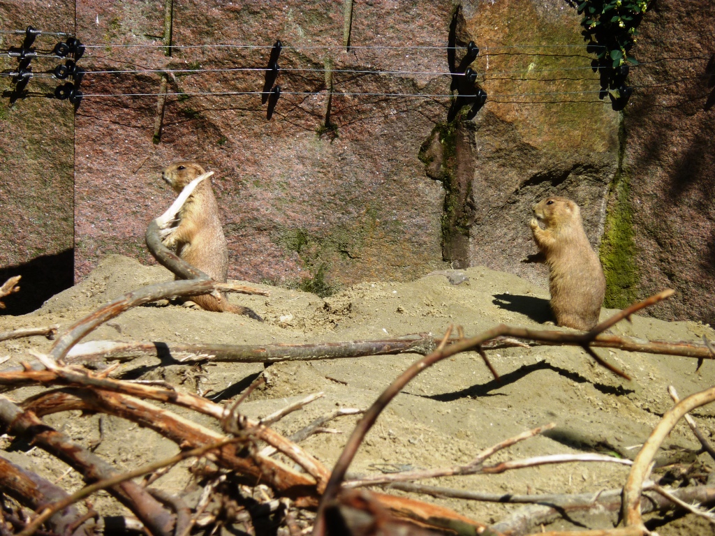 Prairie dog exhibit Artis August 2010