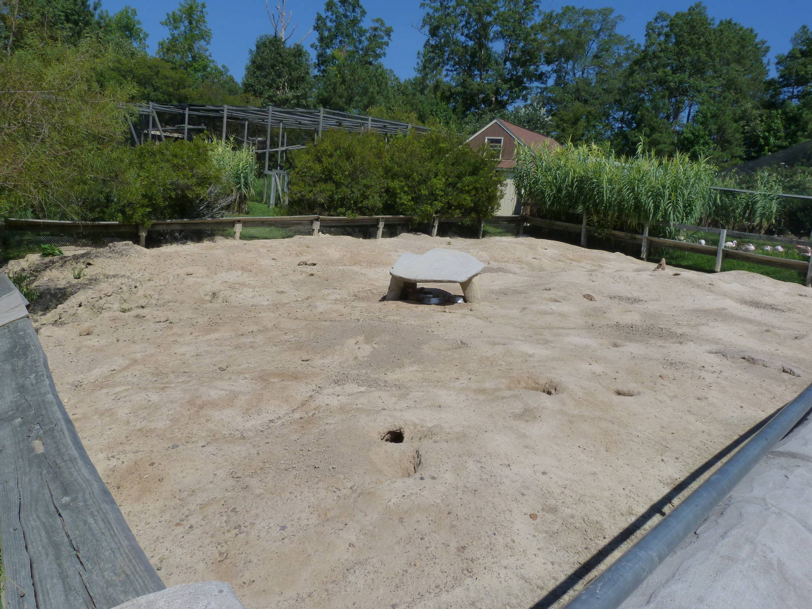 Prairie Dog Exhibit - August 2014
