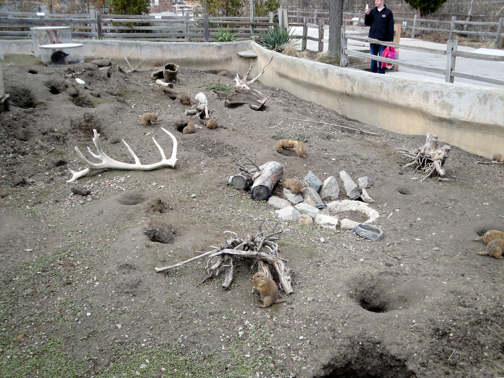 Prairie Dog Exhibit