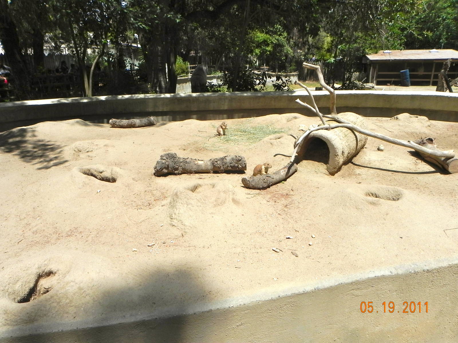 Prairie dog exhibit