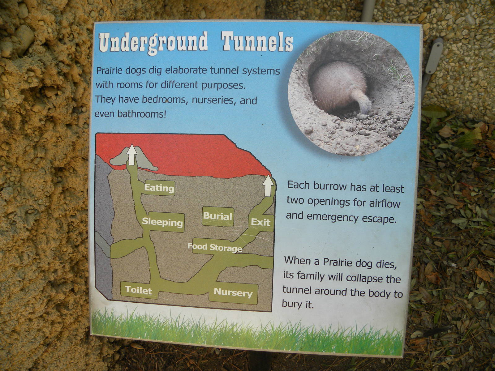 Prairie Dog Exhibit