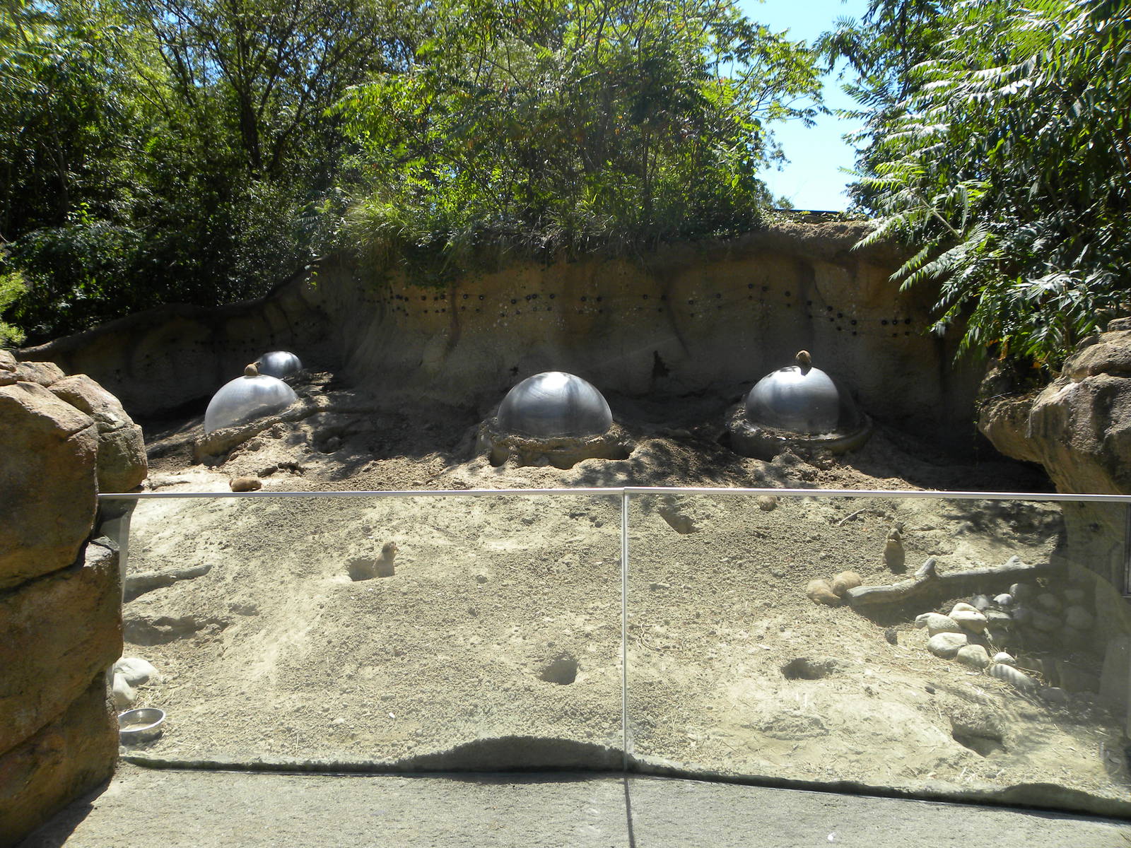 Prairie Dog Exhibit