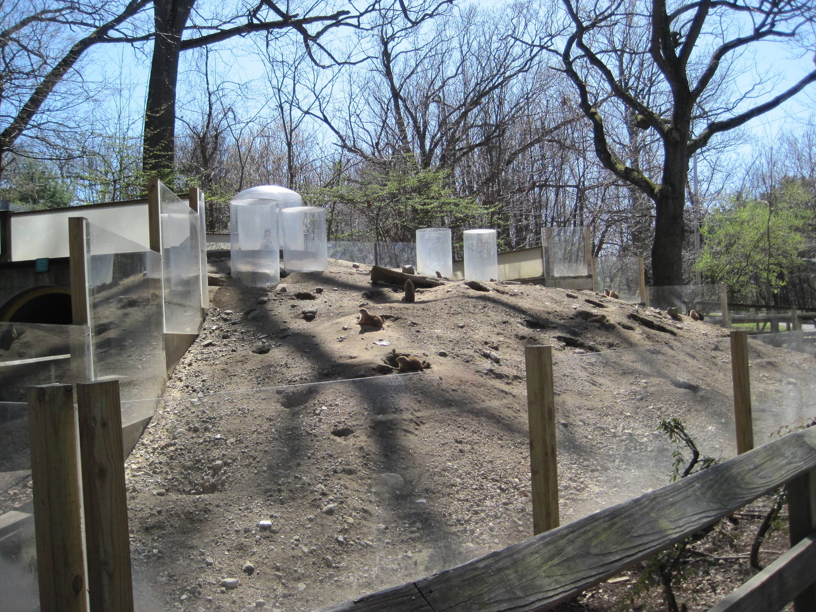 Prairie Dog Exhibit