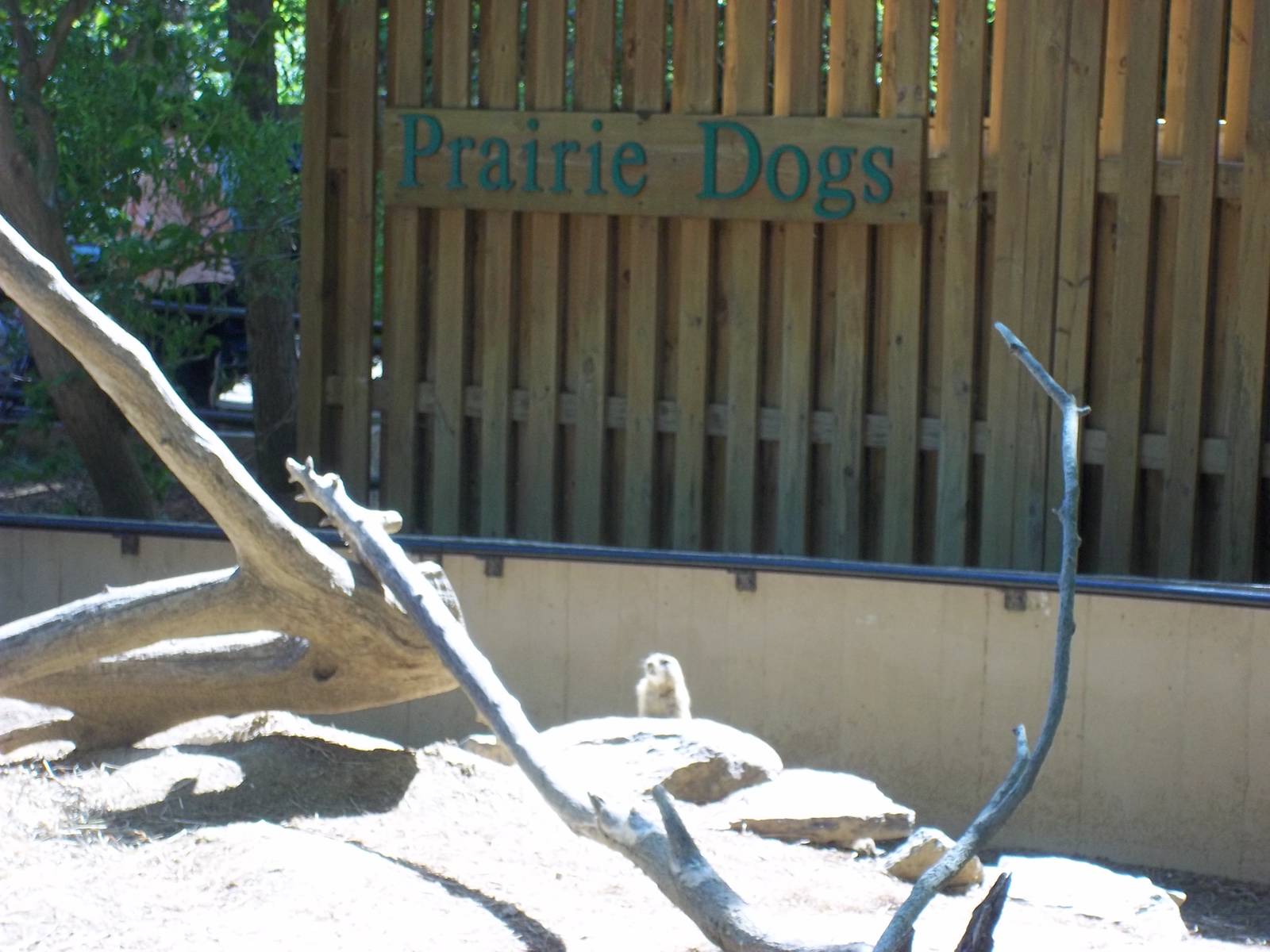 Prairie Dog Exhibit