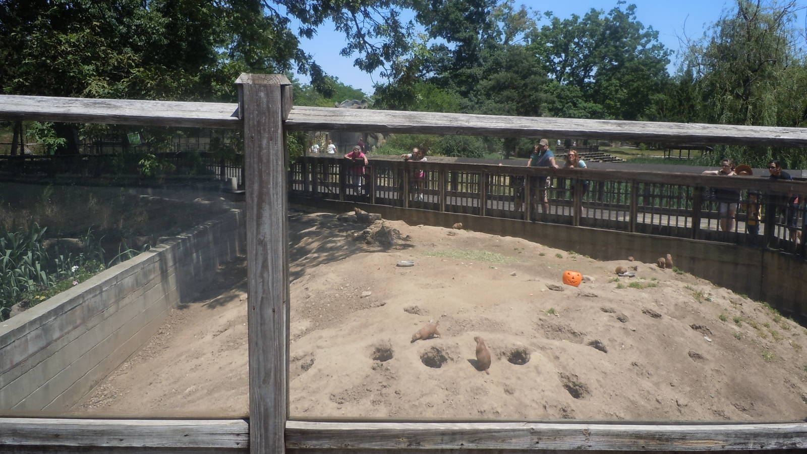 Prairie dog exhibit
