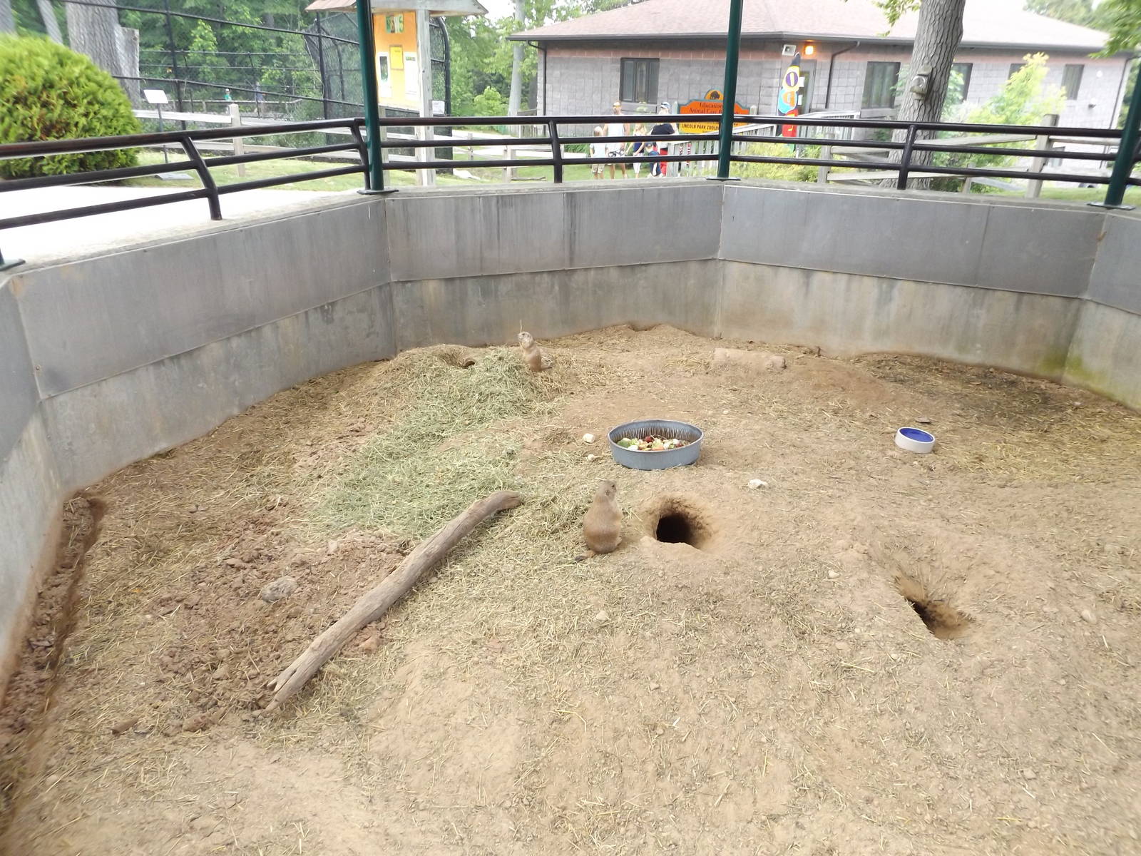 Prairie Dog Exhibit