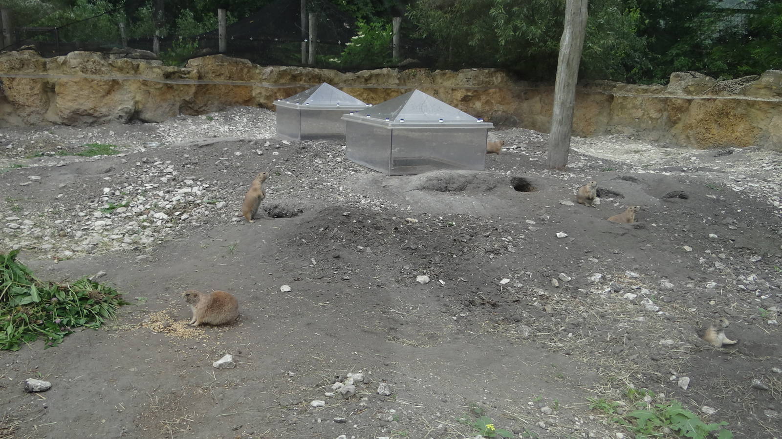 Prairie Dog exhibit