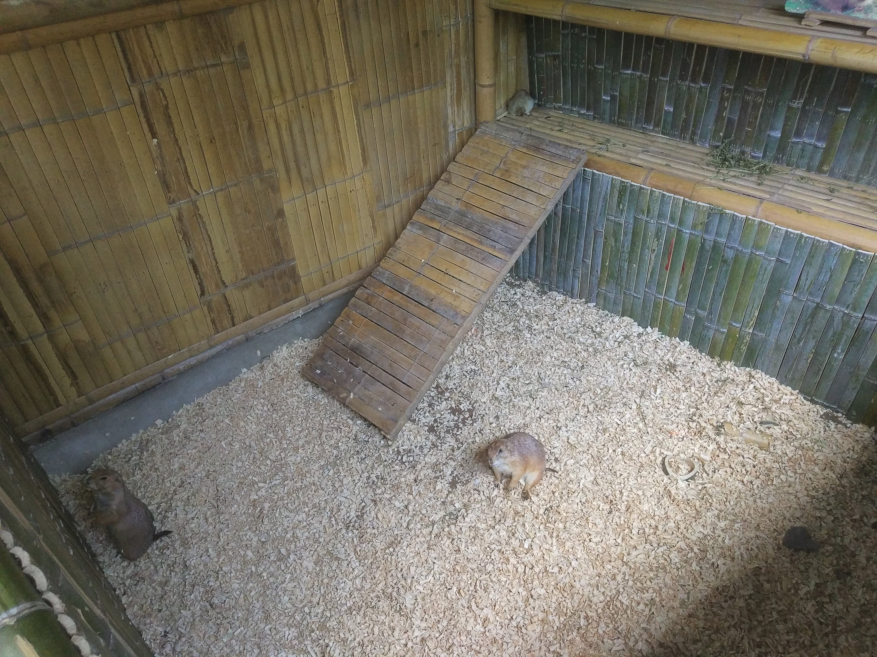 Prairie Dog Exhibit