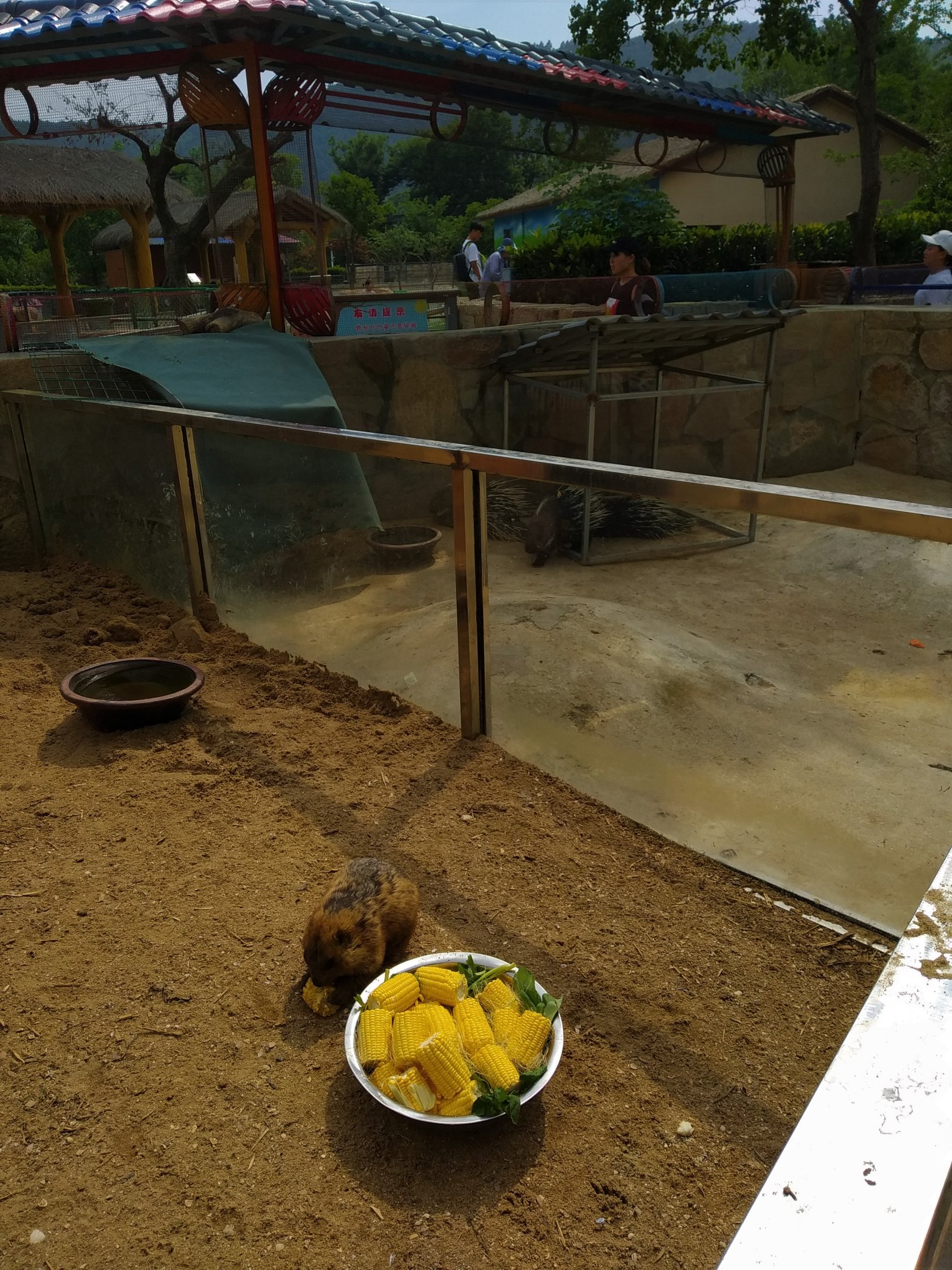 Prairie Dog Exhibit