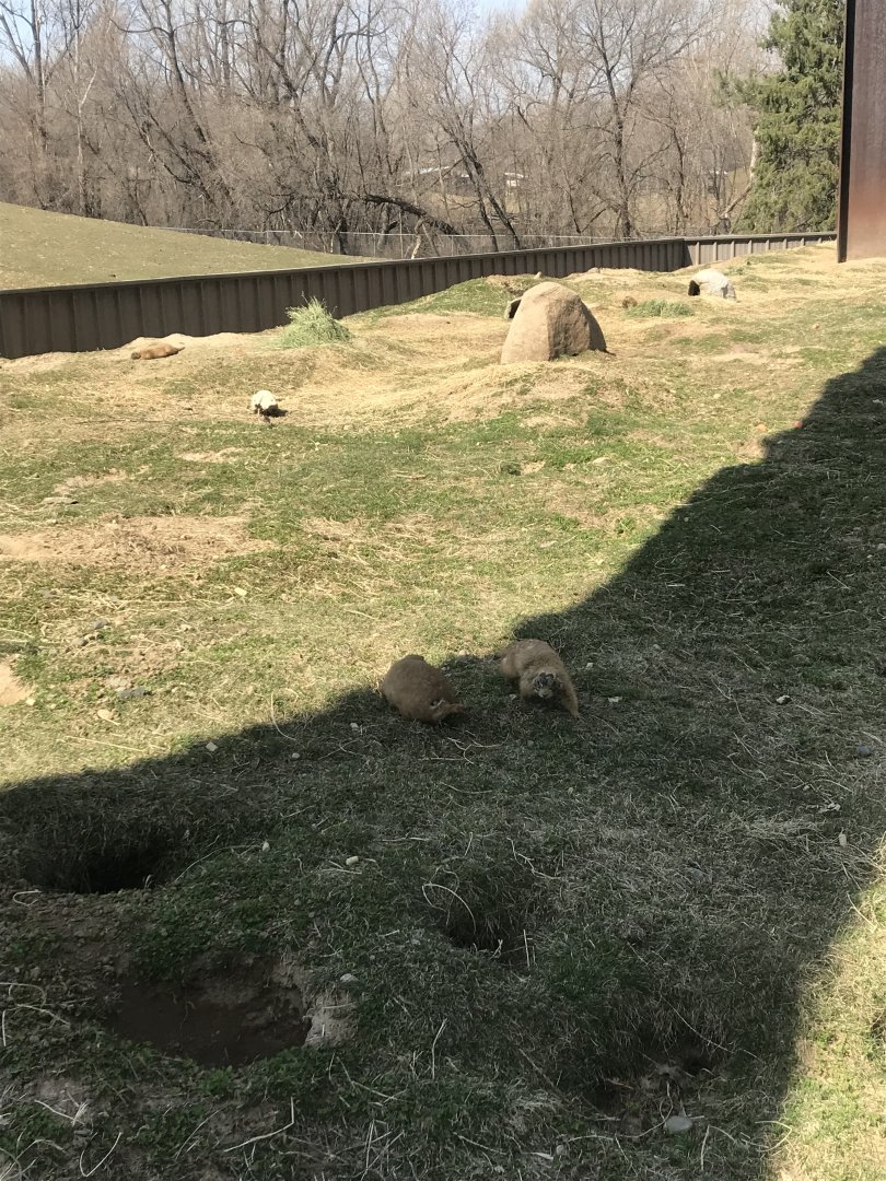Prairie dog exhibit