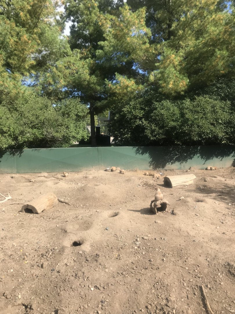 Prairie Dog Exhibit