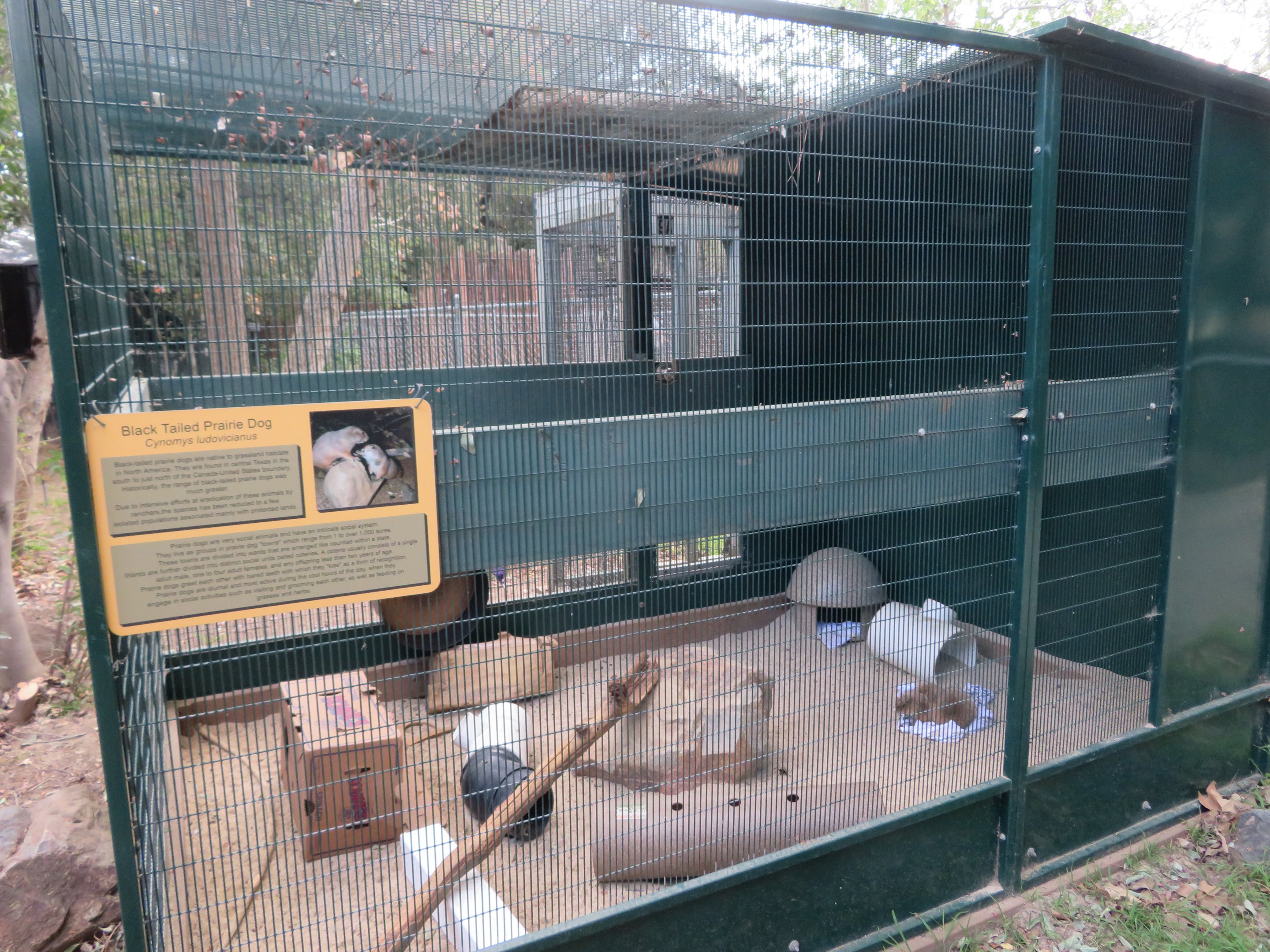 Prairie Dog Exhibit