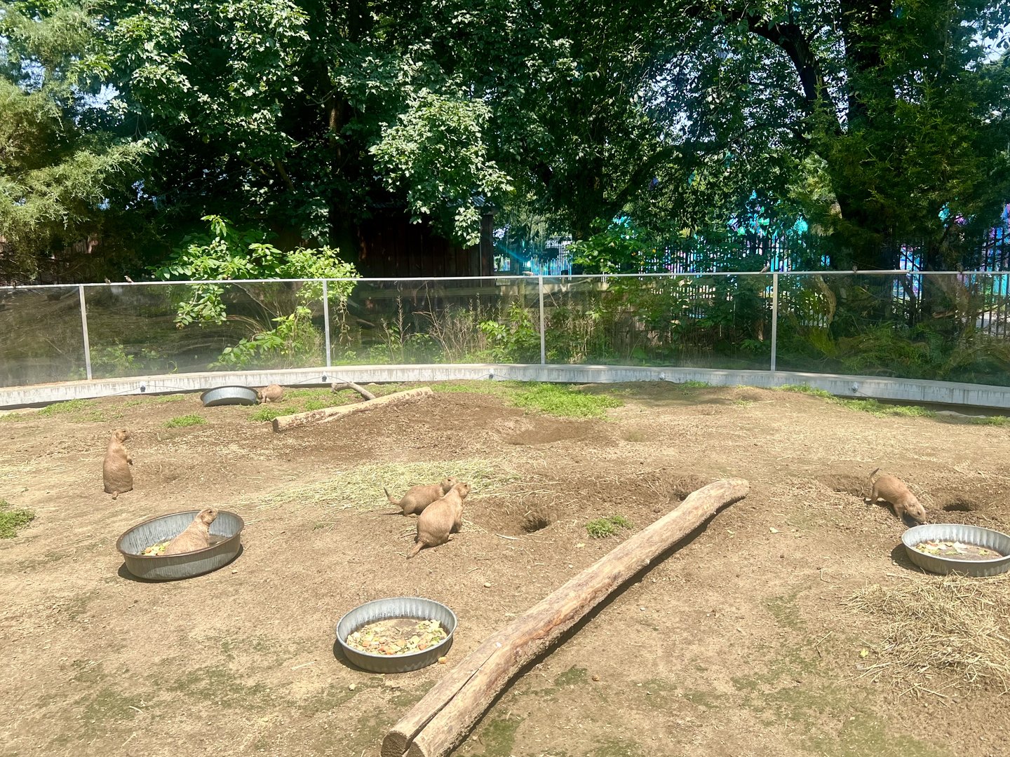 Prairie Dog Exhibit