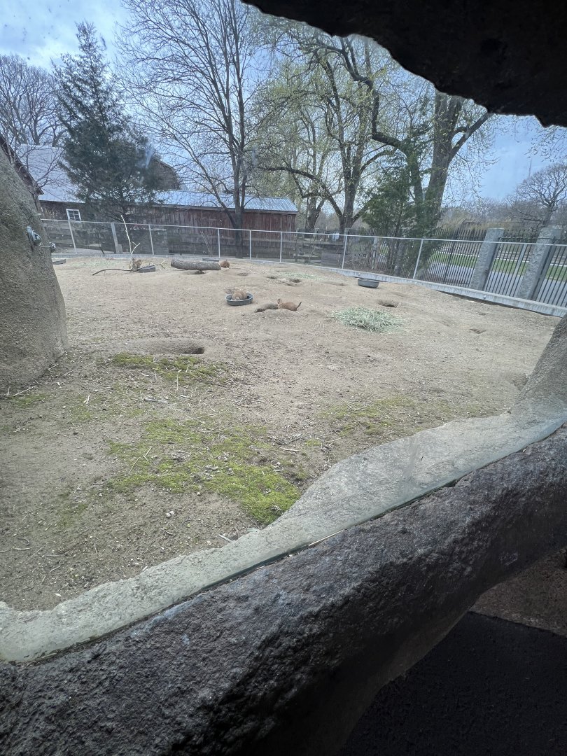 Prairie Dog Exhibit