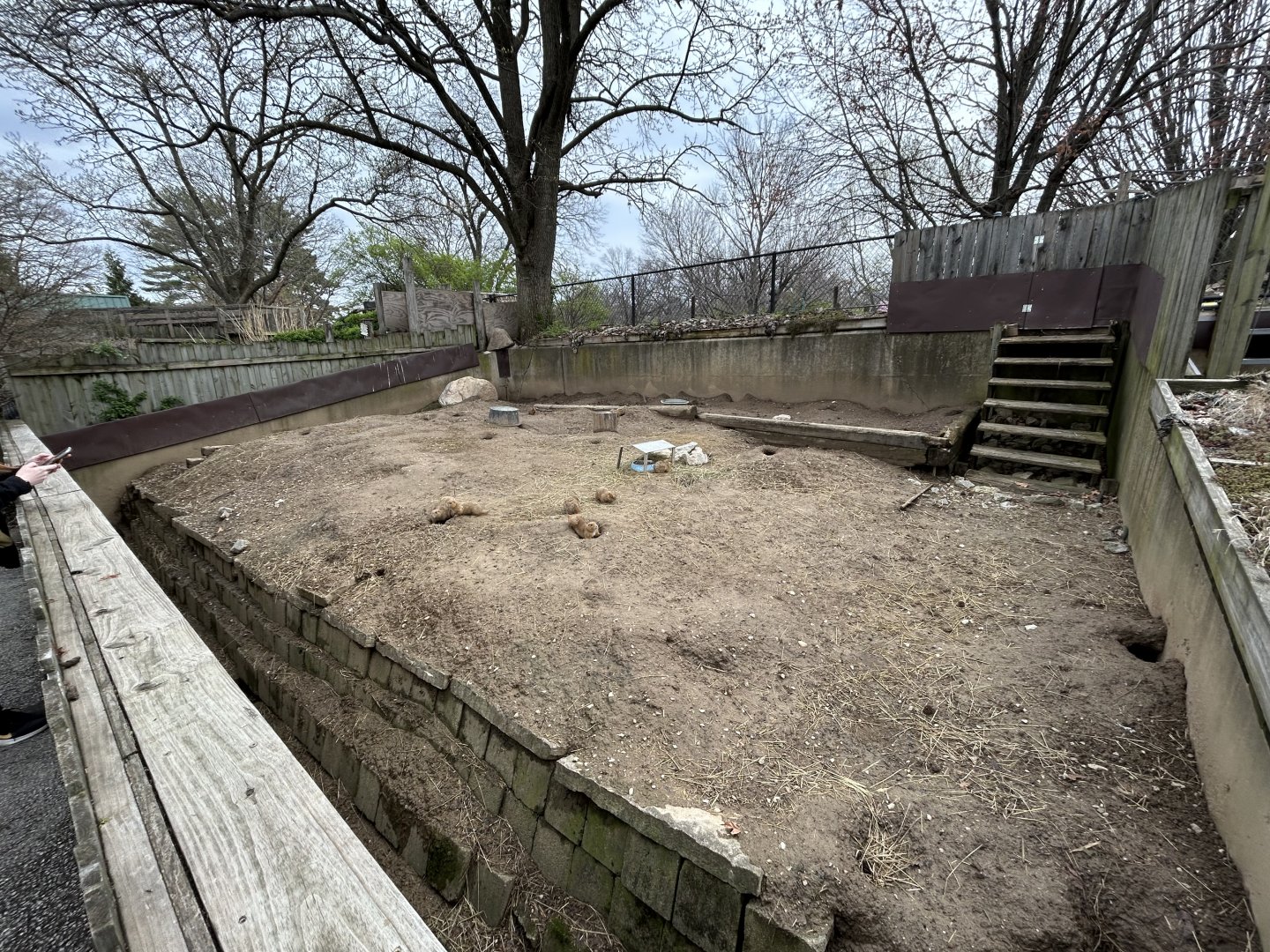 Prairie Dog Exhibit