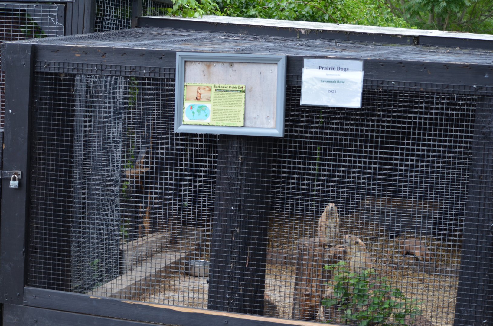 Prairie Dog """Habitat"""