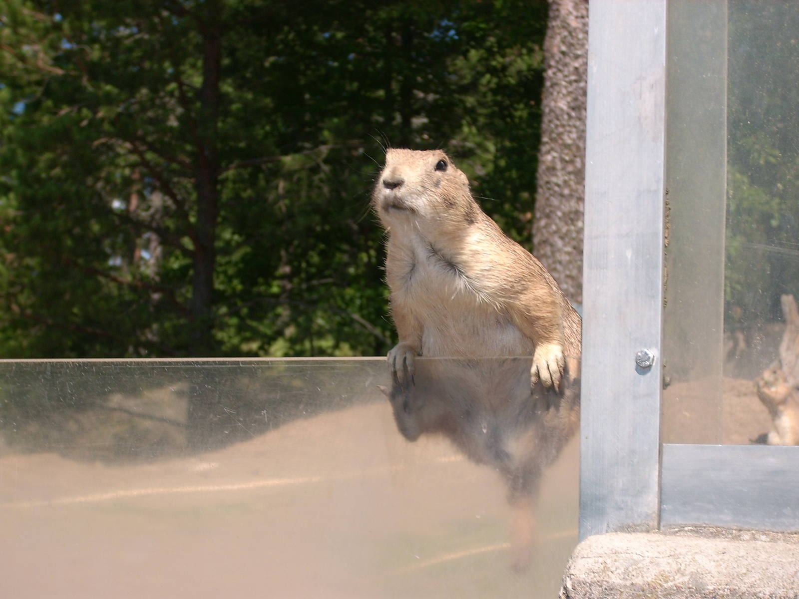 prairie dog kolmården zoo
