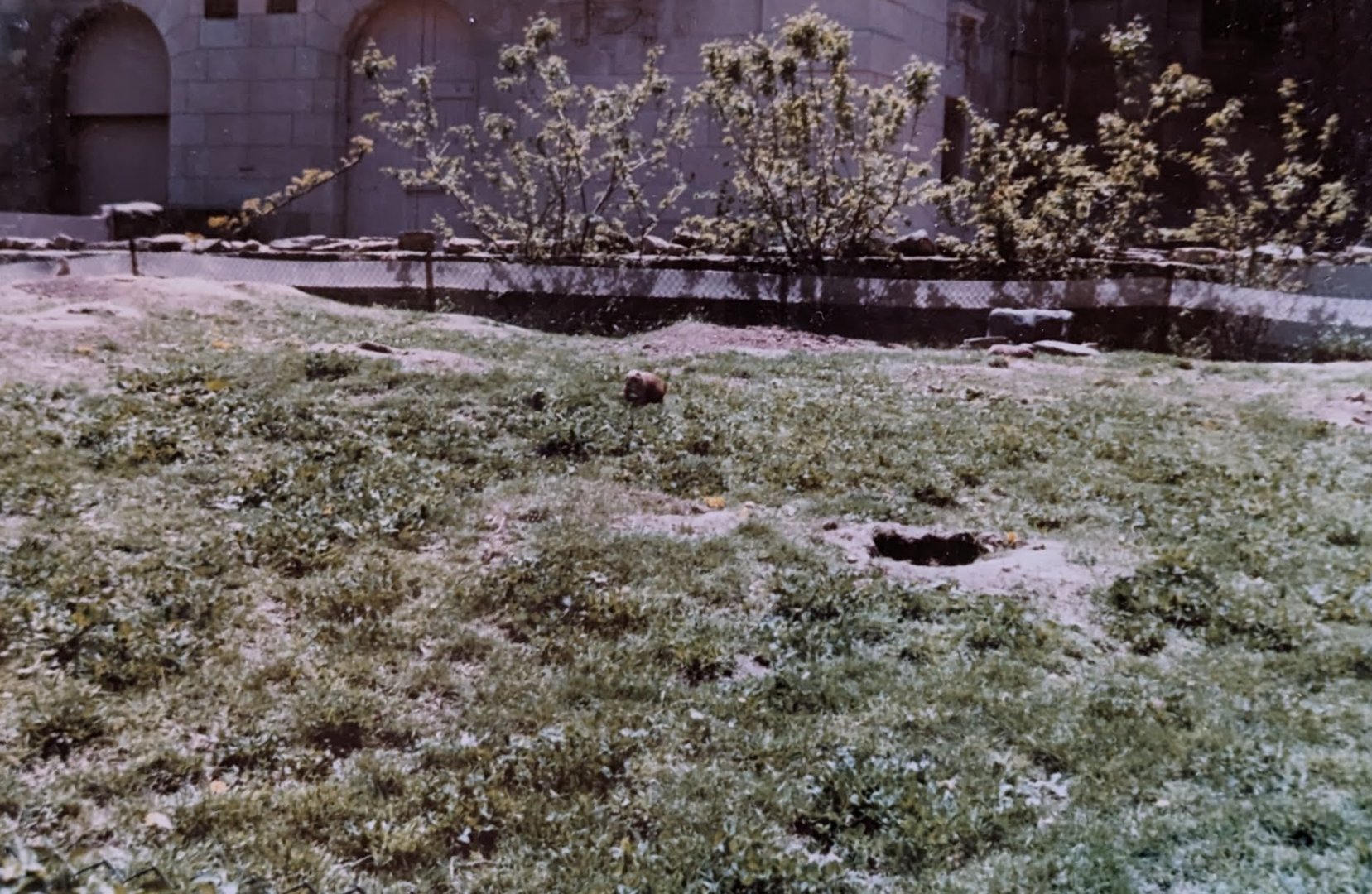 Prairie Dog (May 1982)