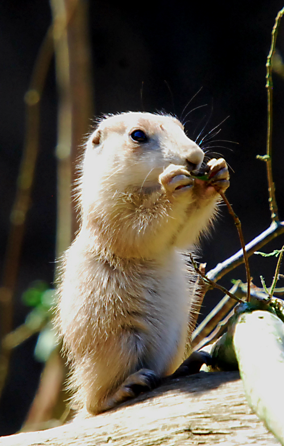 Prairie dog pup