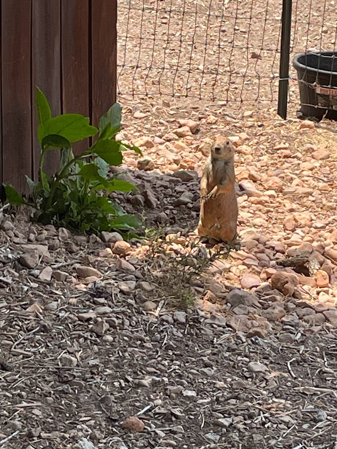Prairie Dog Standing Sentry