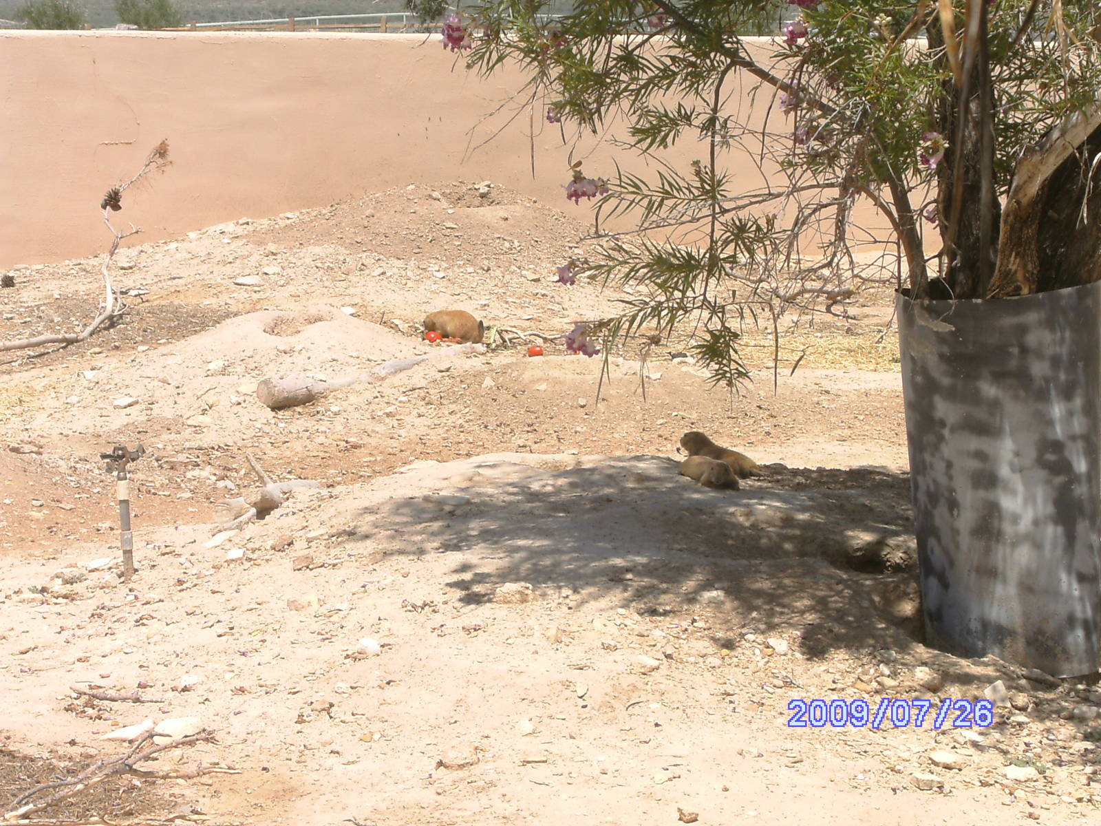 Prairie Dog Village - July 2009