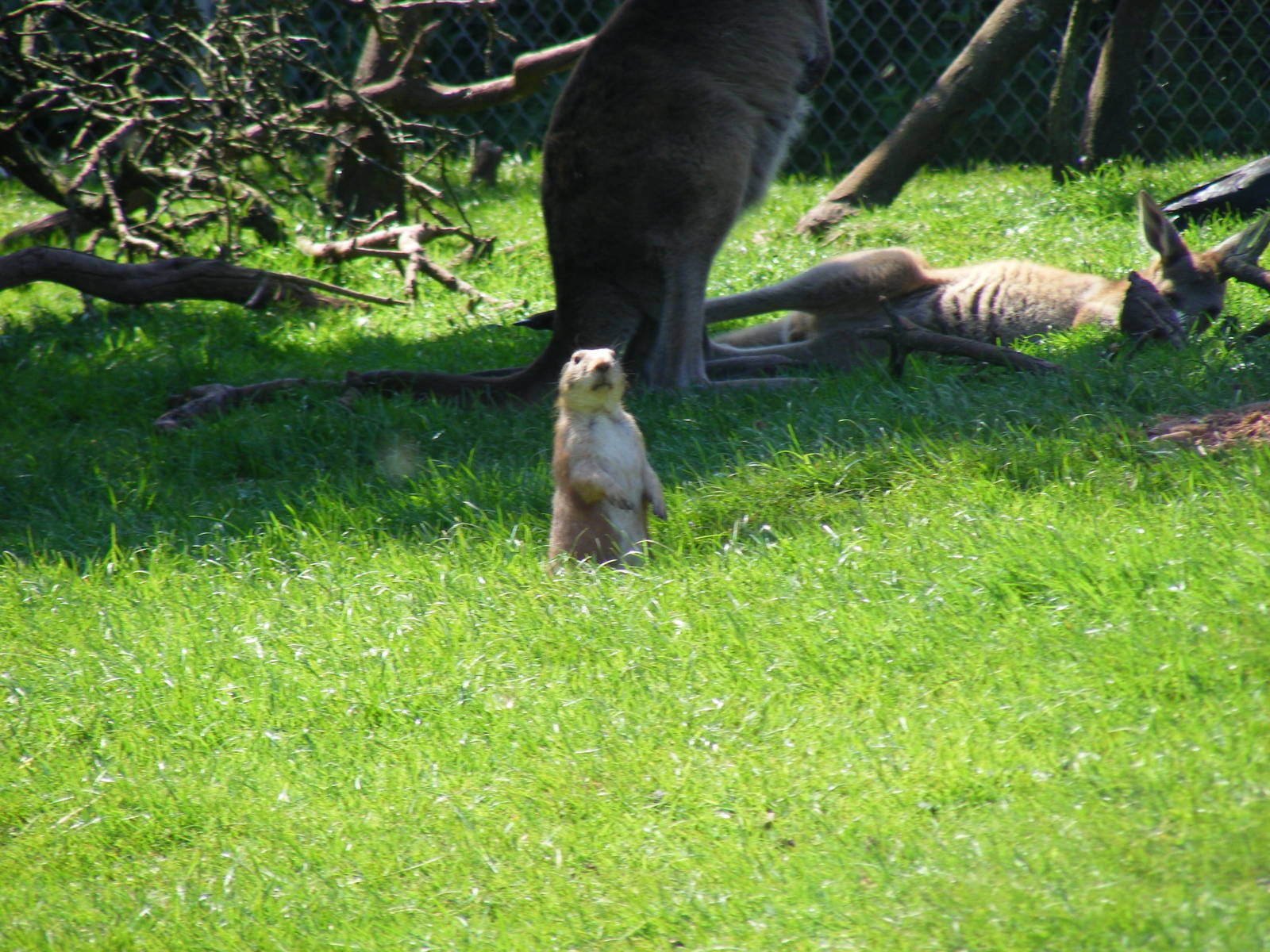 Prairie dog with kangaroos at South Lakes Wild Animal Park, 23 May 2010