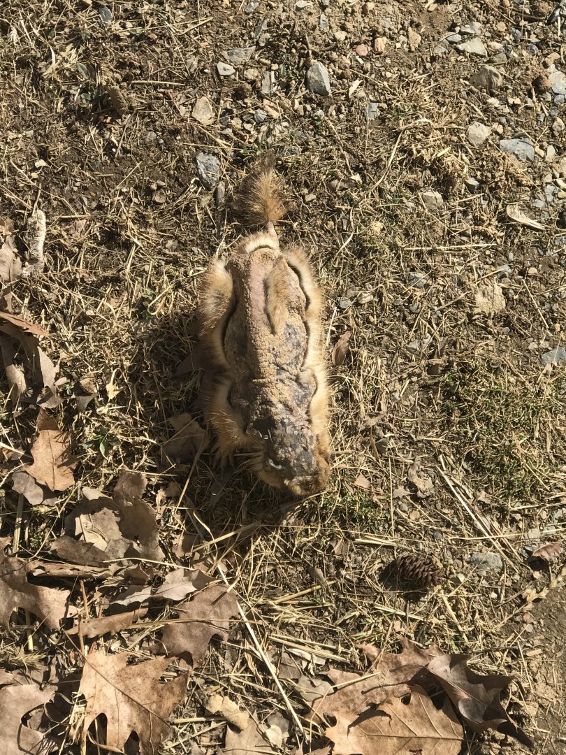 Prairie Dog with severe alopecia
