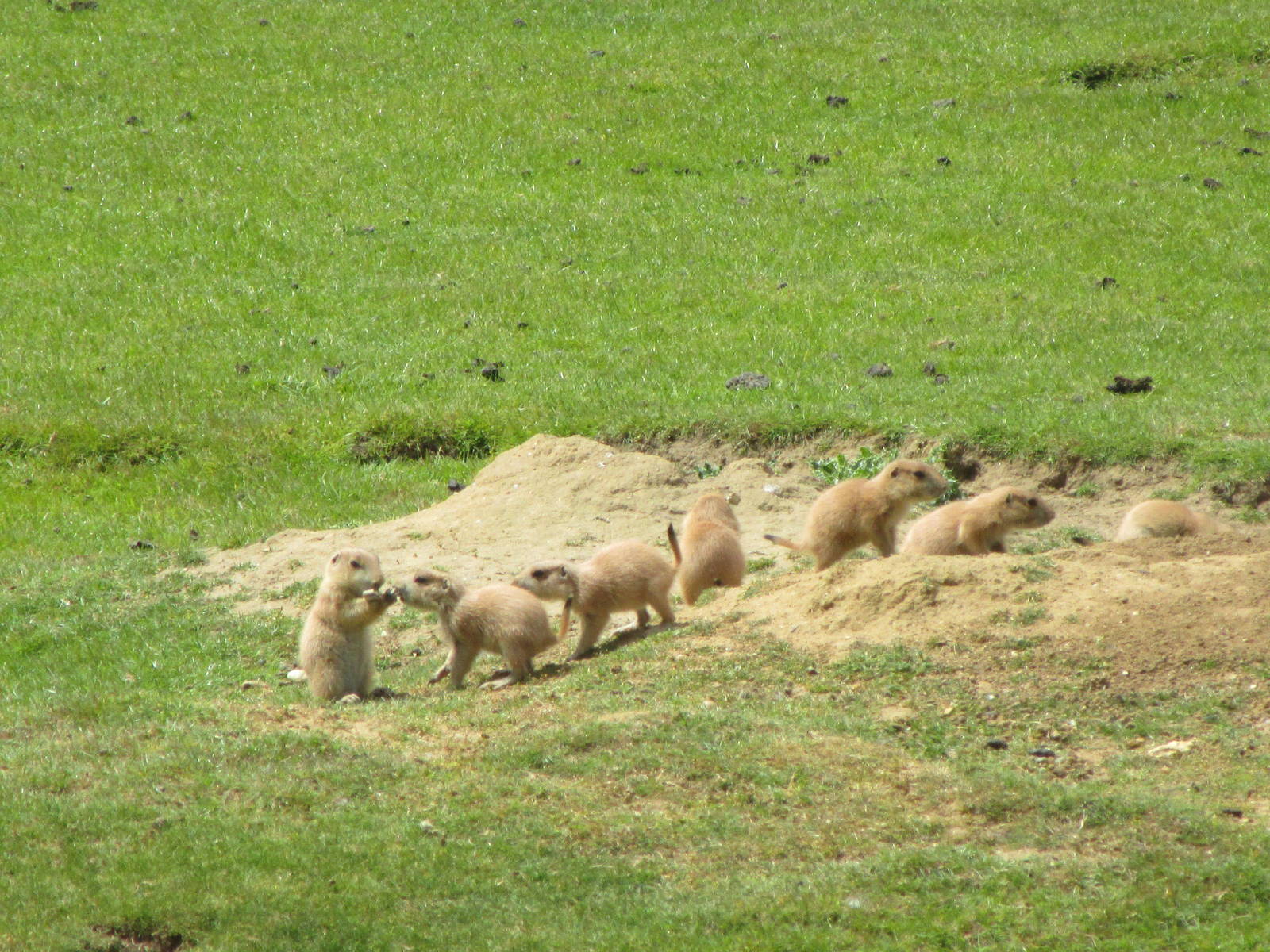 Prairie Dog young - 06/06/15